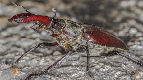 Vliegend hert (Lucanus cervus)