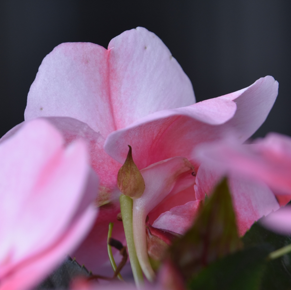 Vlijtige lies - Planten - 