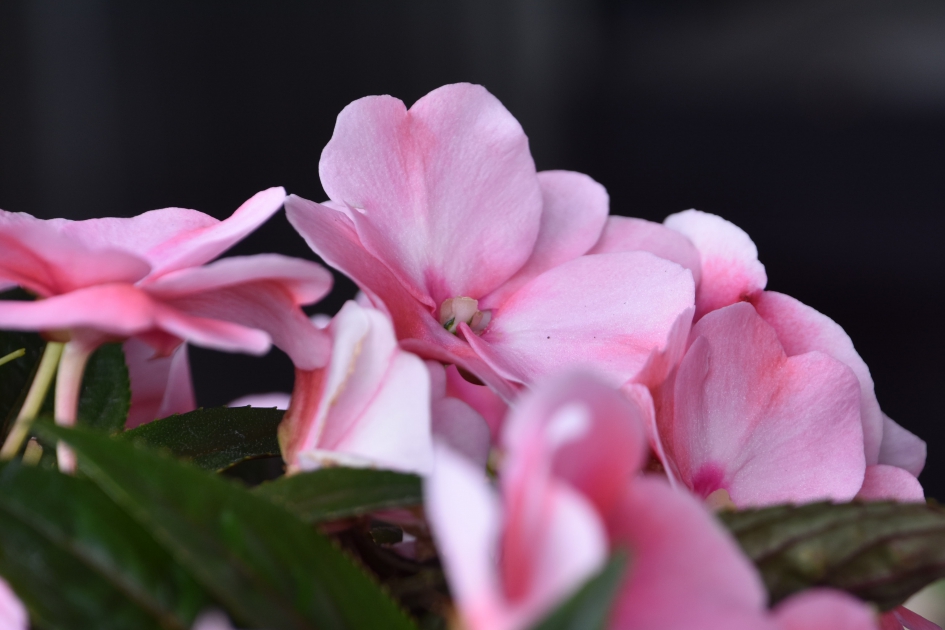 Vlijtige lies - Planten - 