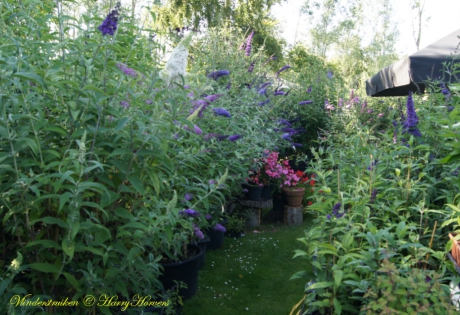 vlinderstruiken (Buddleja )