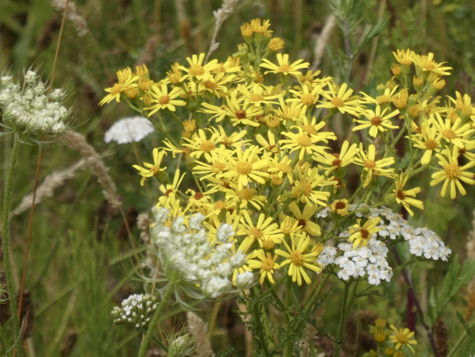Volle berm - Planten - 