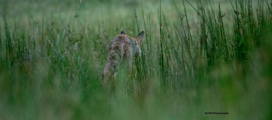 Vos. - Zoogdieren - Vos.