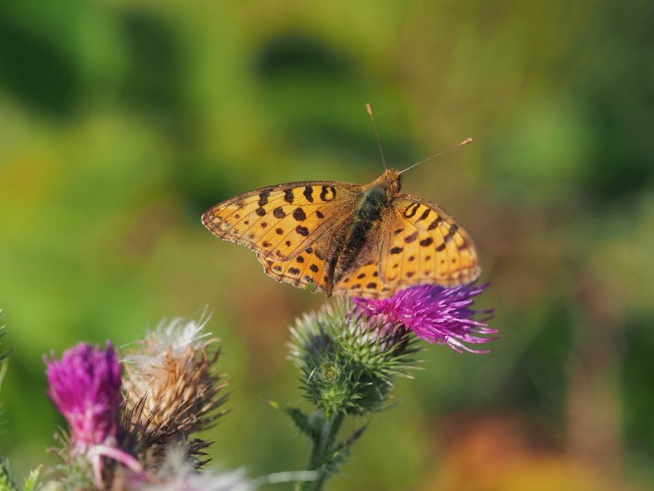 Vroeg al zonnebadend - Geleedpotigen - Kleine parelmoervlinder