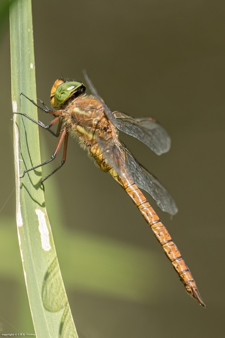 Vroege glazenmaker (Aeshna isoceles)