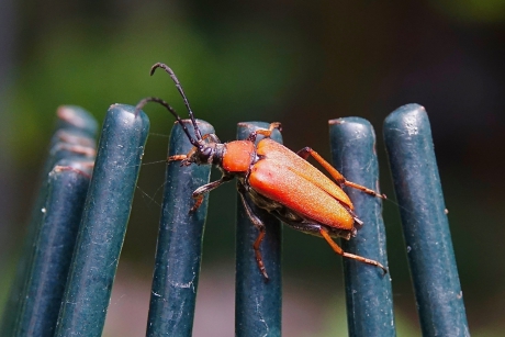 Vrouwtje Gewone Smalboktor