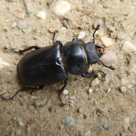 vrouwtje vliegend hert