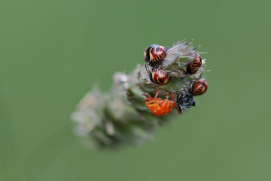 wantsen in werking - Geleedpotigen - De schildwants-familie