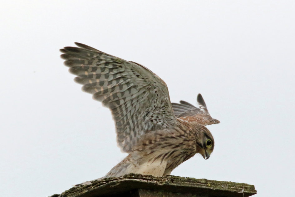 Warmdraaien voor de 1e vlucht - Vogels - Torenvalk