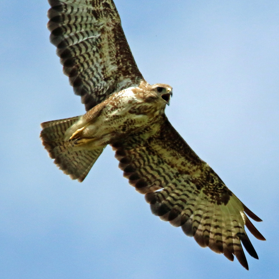 Wat een power ! - Vogels - Buizerd