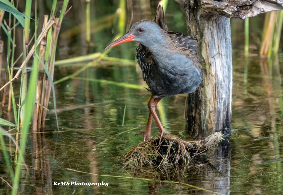 Waterral. - Vogels - Waterral.