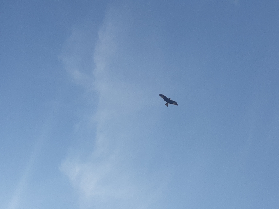 Welke vogel is dit? - Vogels - 