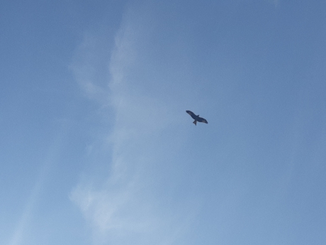 Welke vogel is dit?