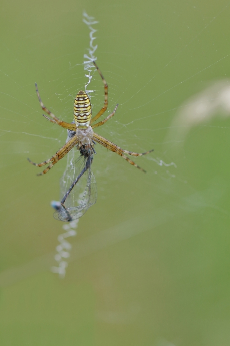 wespenspin met prooi