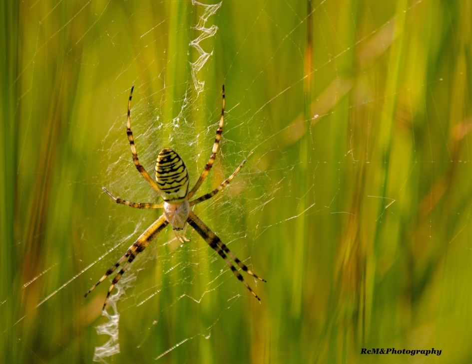 Wespspin. - Geleedpotigen - Wespspin.
