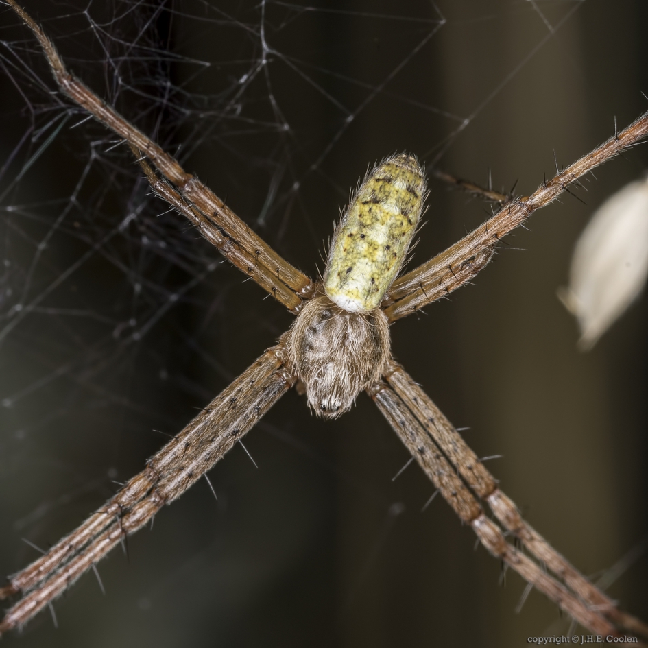 Wespspin (Argiope bruennichi) - Geleedpotigen - Wespspin