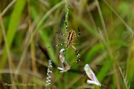 Wespspin met onfortijnlijke sprinkhanen