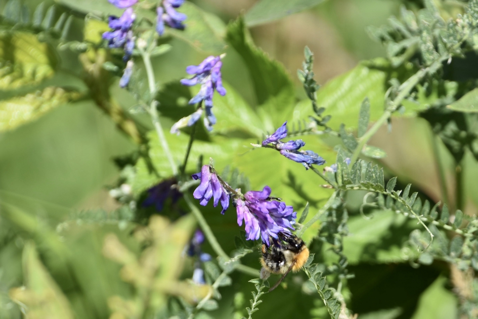 Wikke met bezoek - Planten - 