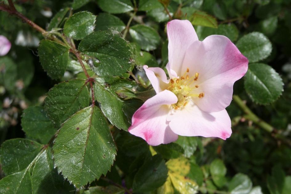 Wild roosje - Planten - 