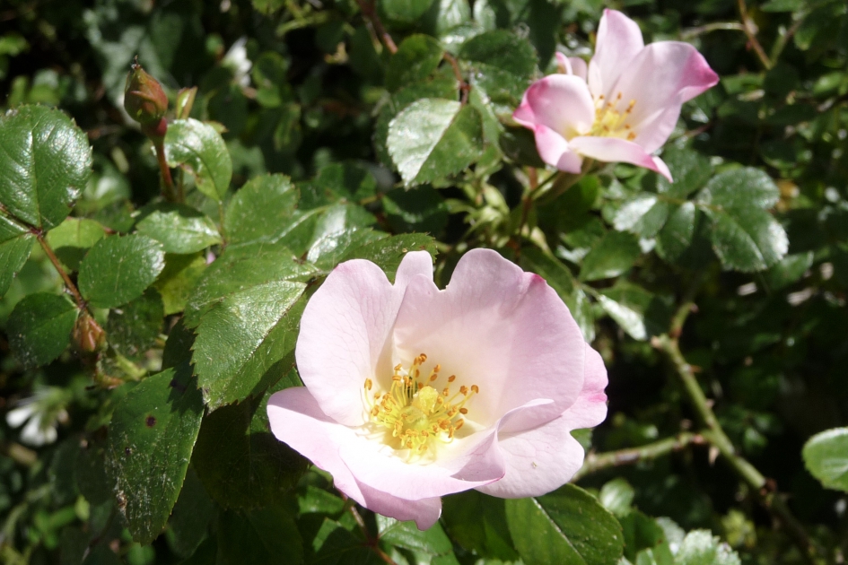 Wilde roosjes - Planten - 