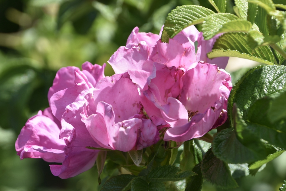 Wilde roosjes - Planten - 