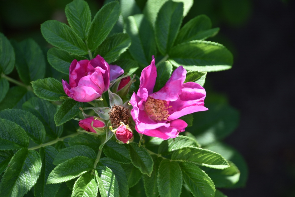 Wilde roosjes - Planten - 