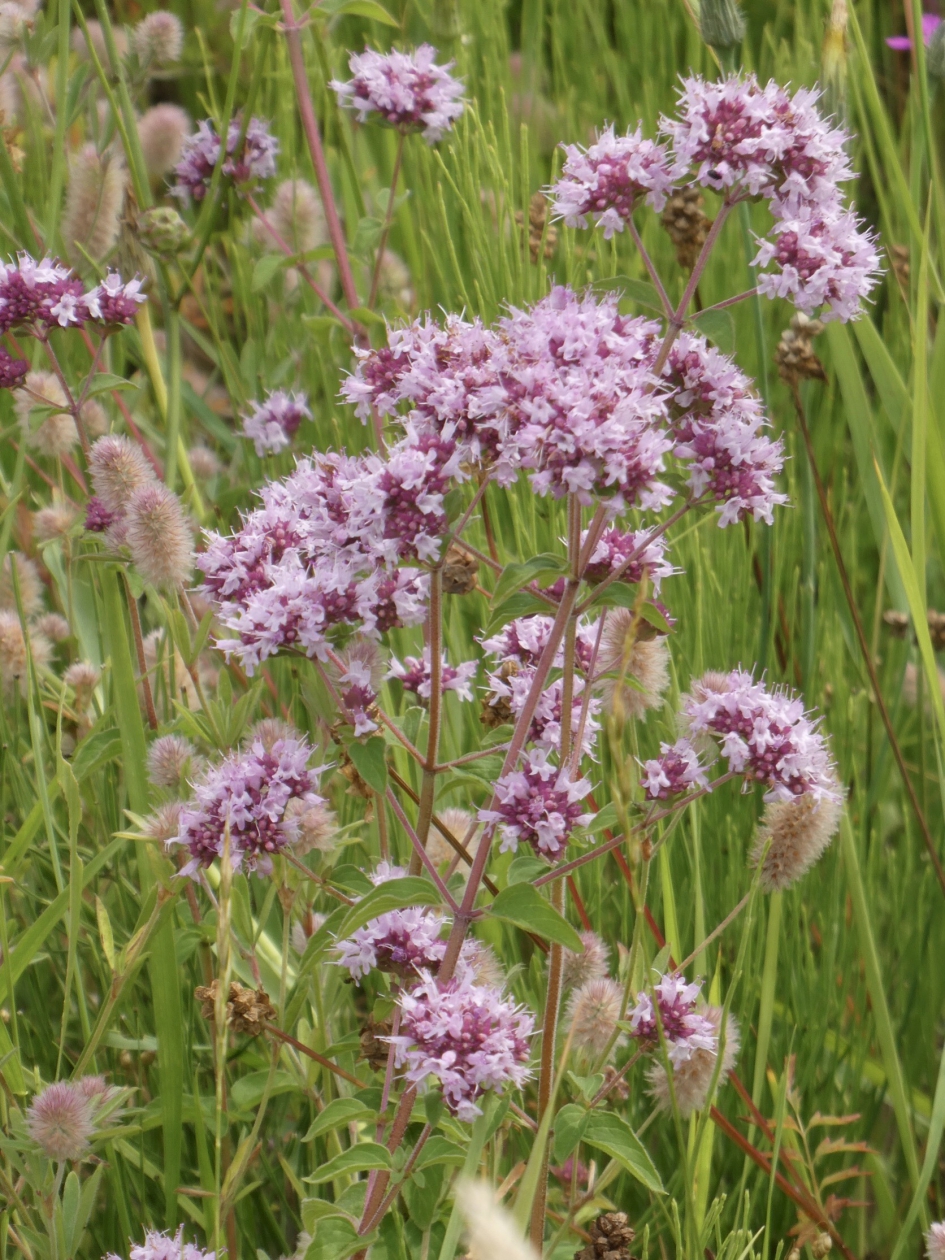 Wilde marjolein - Planten - 