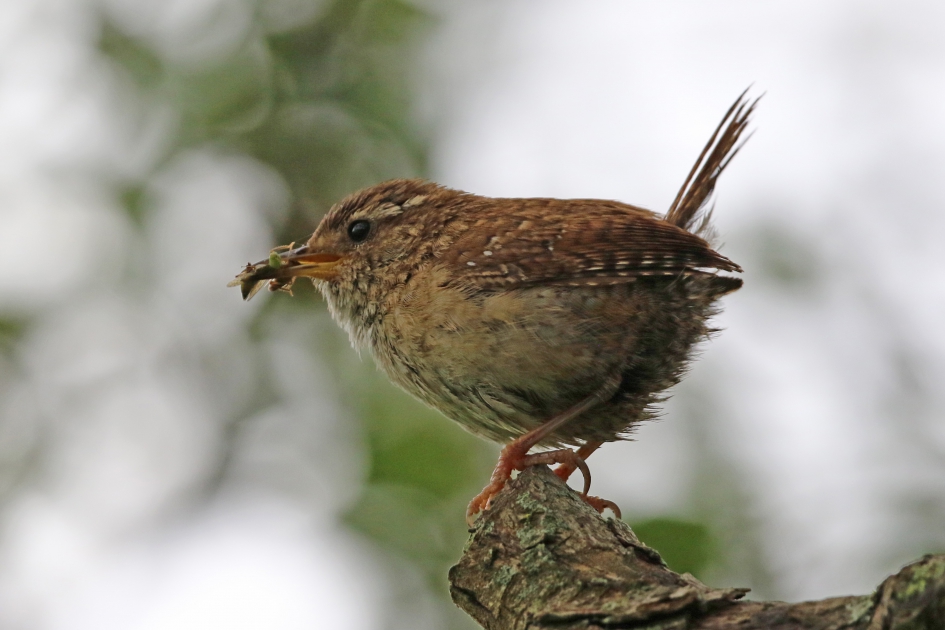 Winterkoning - Vogels - 
