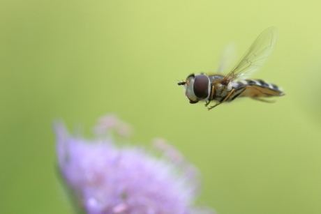 witte halvemaanzweefvlieg