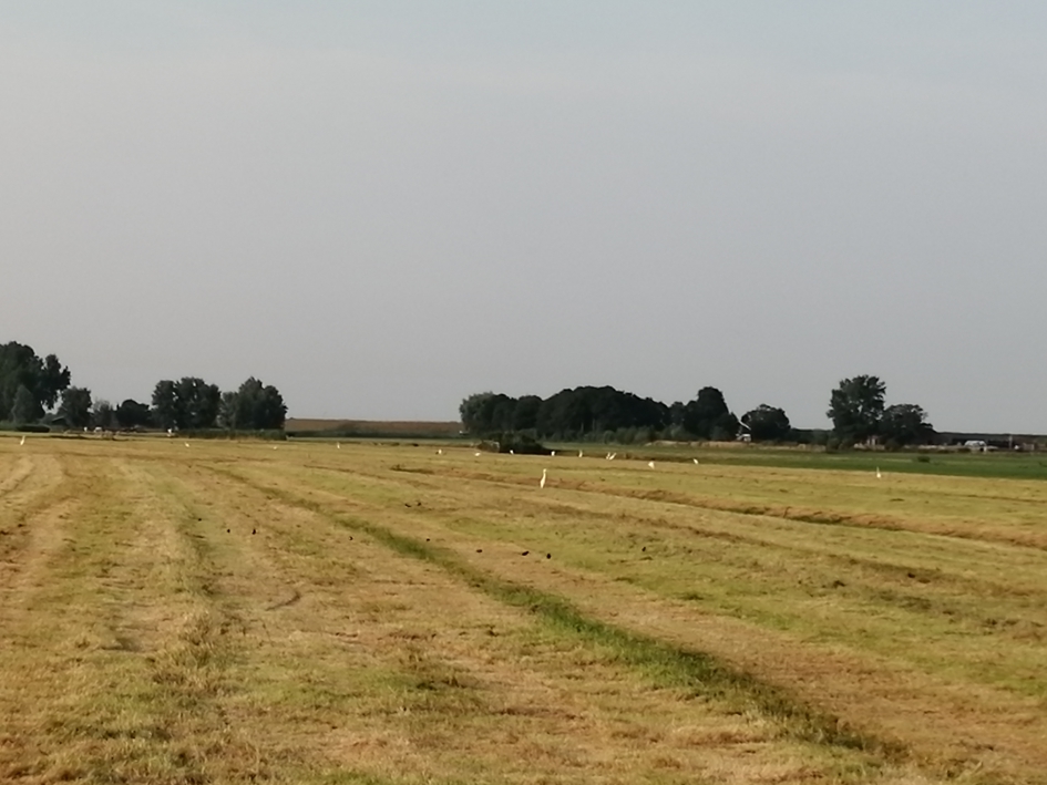 Witte reigers - Vogels - Zilver reiger