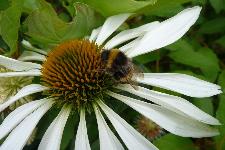 Witte zonnehoed met hommel - Geleedpotigen - 