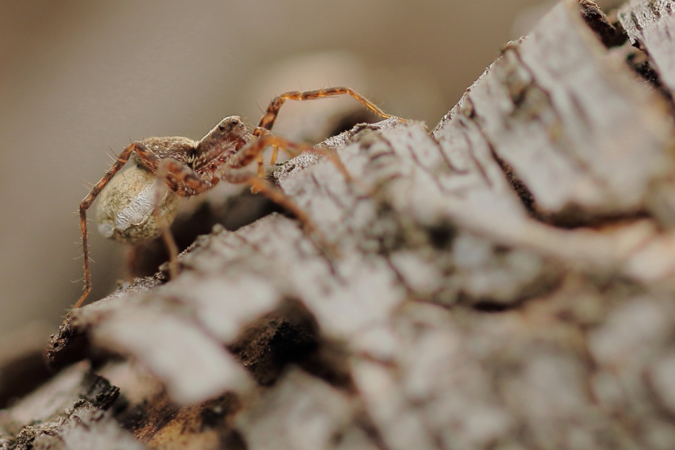 Wolfspin – extern eidragend- - Geleedpotigen - wolfspin