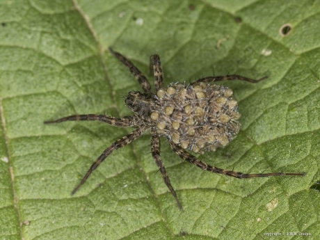 Wolfspin (Lycosidae)