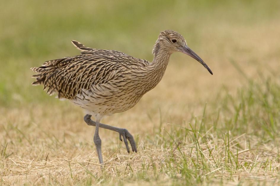 Wulps - Vogels - Wulp