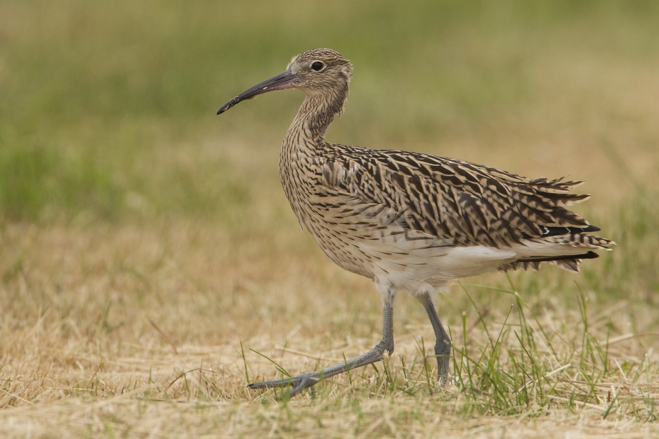 Wulps II - Vogels - Wulp