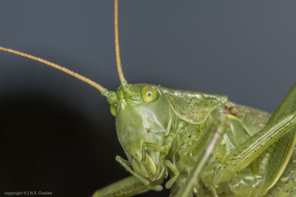 Zadelsprinkhaan (Tettigoniidae) - Geleedpotigen - Zadelsprinkhaan