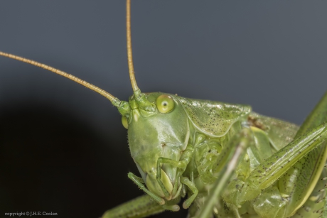 Zadelsprinkhaan (Tettigoniidae)