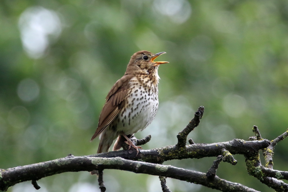 Zanglijster - Vogels - 