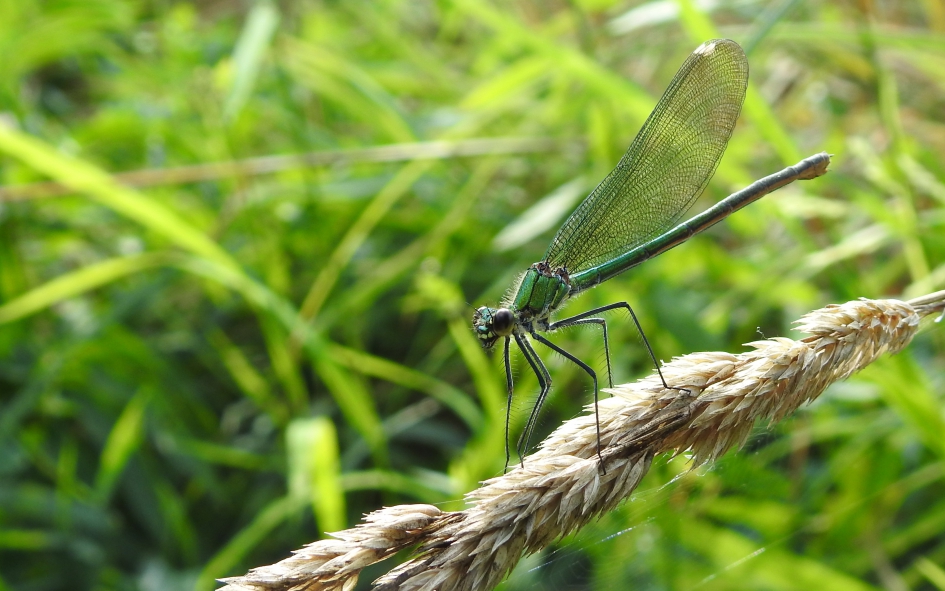 Ze lacht haar tanden bloot - Geleedpotigen - Weidebeekjuffer