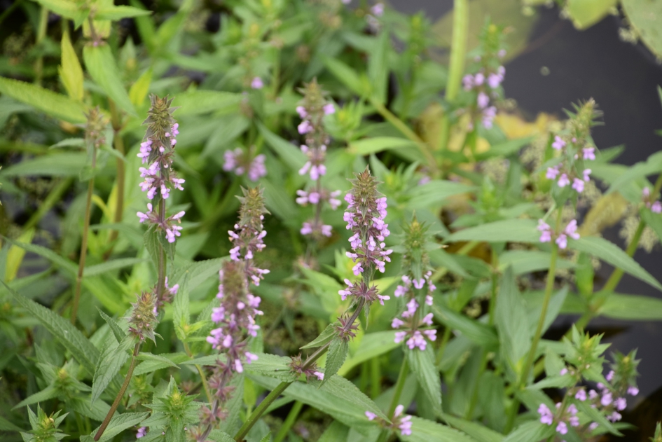 Zie vorige foto van Hannitsko - Planten - 