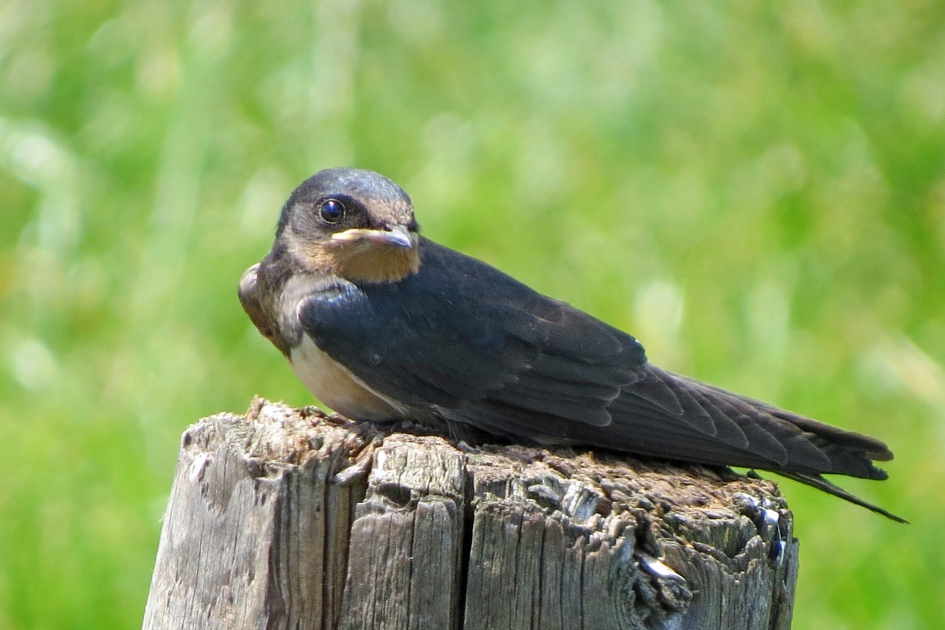 Zo, even rusten.. - Vogels - Boerenzwaluw