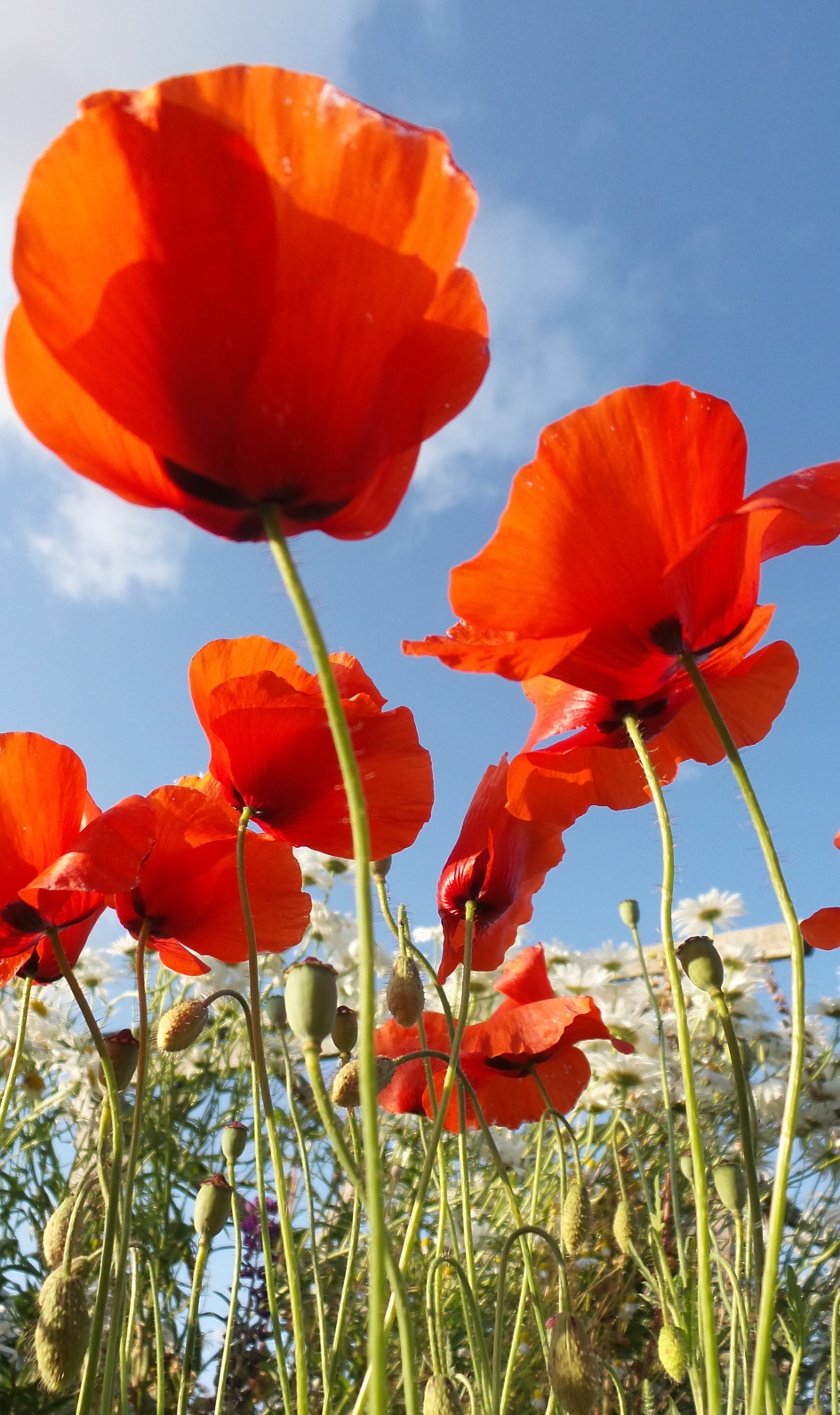 zo gewoon en bijzonder mooi - Planten - klaproos