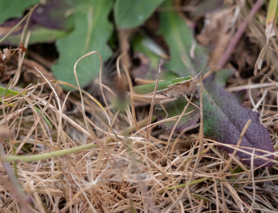 zoekplaatje (groot maken om te zien wat het is) - Geleedpotigen - 
