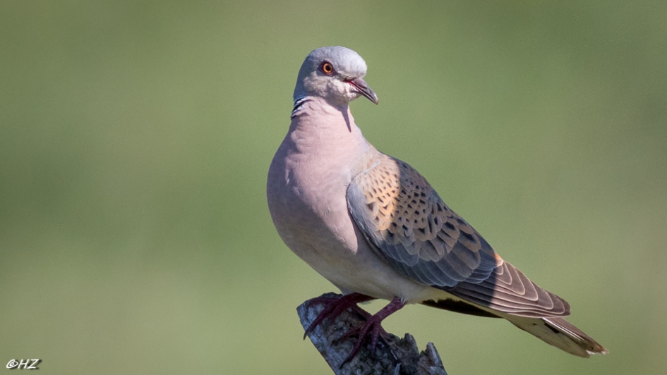 zomertortel - Vogels - zomertortel