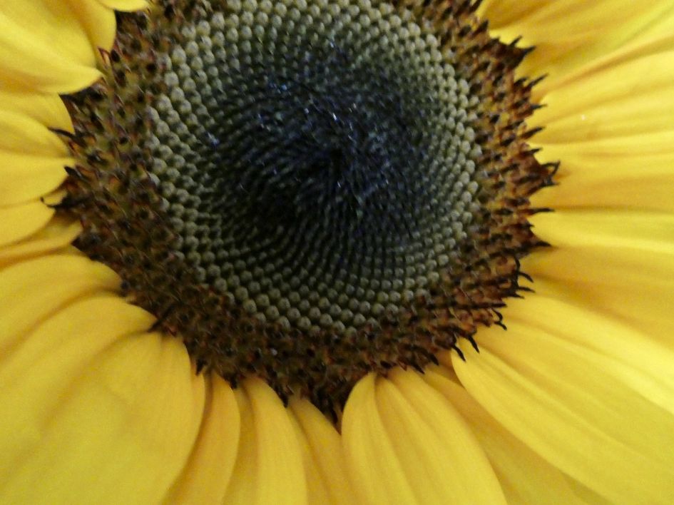 Zonnebloem - Planten - 