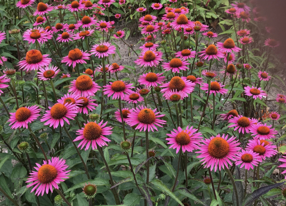 Zonnehoed - Planten - 