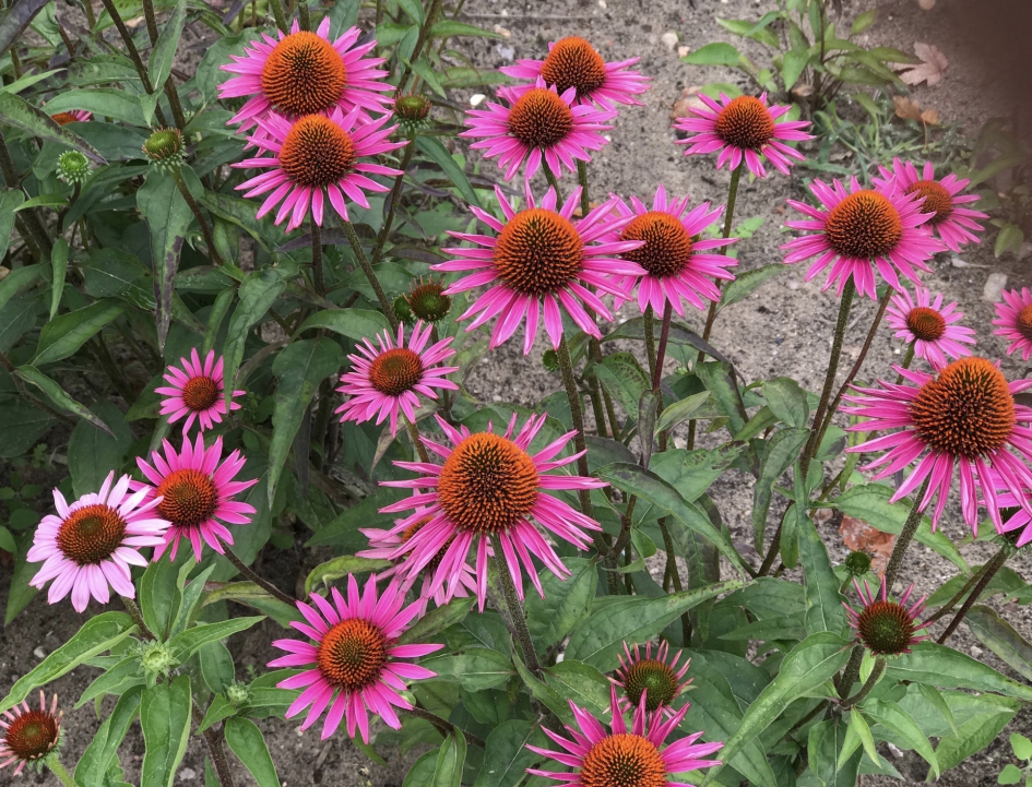 Zonnehoed - Planten - 