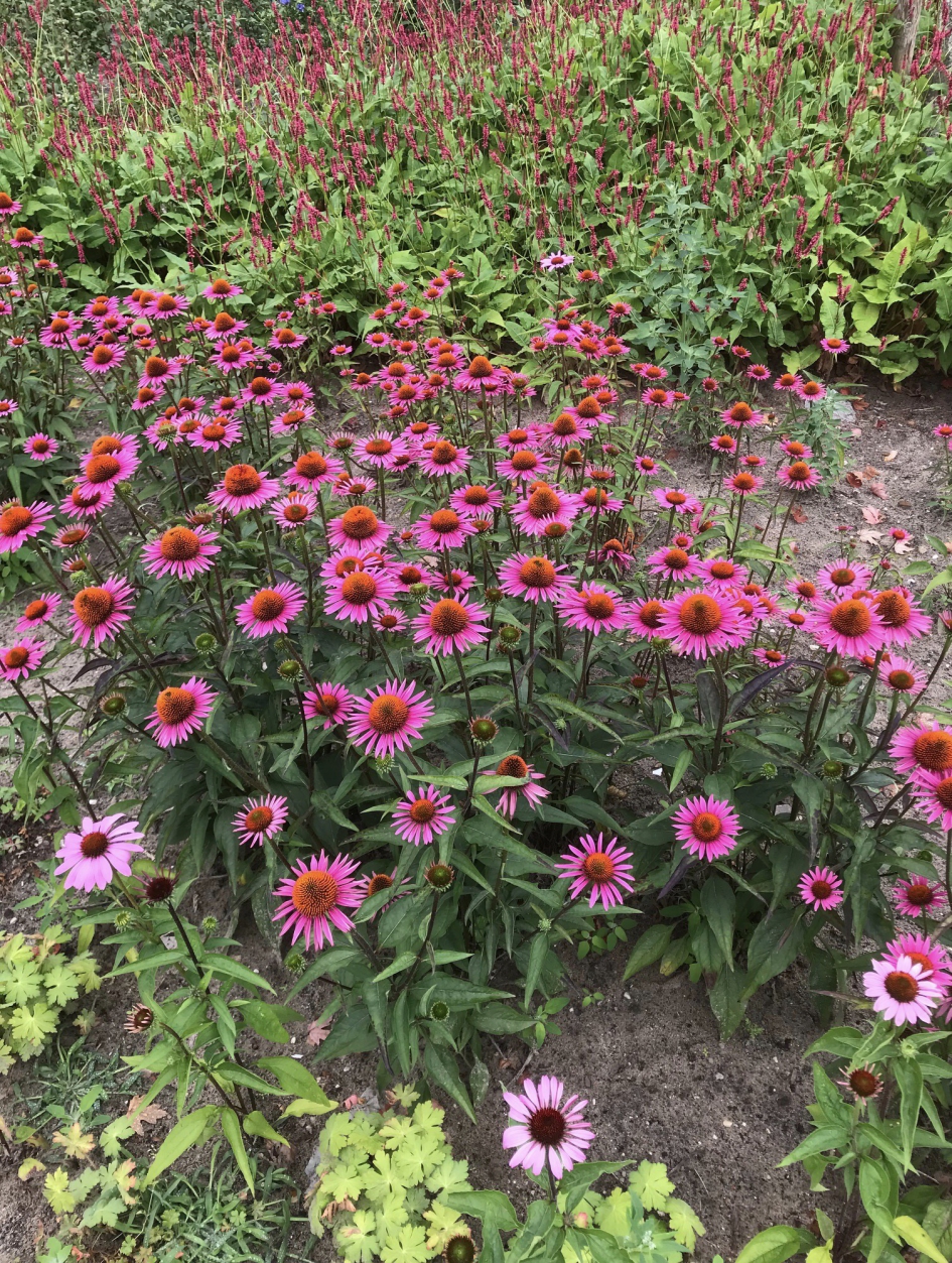 Zonnehoed - Planten - 