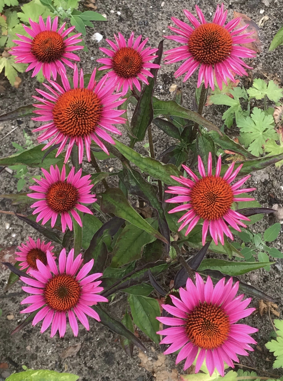 Zonnehoed - Planten - 