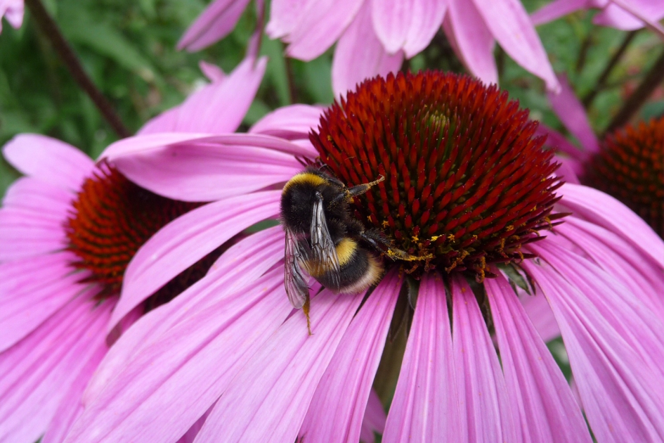Zonnehoed - Planten - 