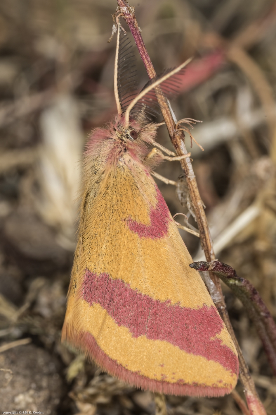Zuringspanner (Lythria cruentaria) - Geleedpotigen - Zuringspanner